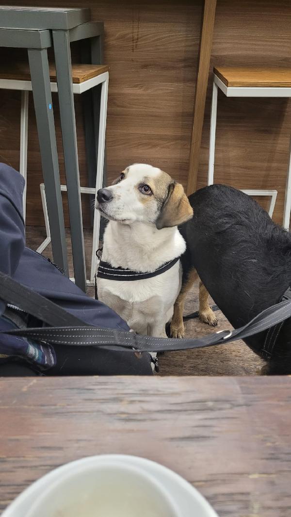 Twitty, una tenera meticcia Foto 5